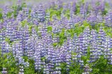 Lupin