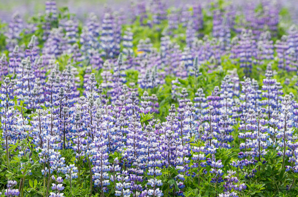 Lupin